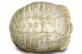 Colorful Inflated Fossil Tortoise (Stylemys) - South Dakota #373007-2